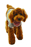 看板犬ティンク
